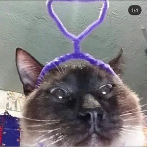 Meet your Posher, Jake